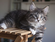 Wildfee's Norwegische Waldkatzen Wildfee's Tinella - 9 Wochen alt