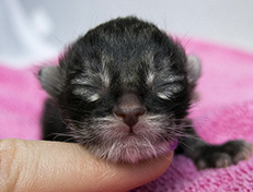 Wildfee's Norwegische Waldkatzen Wildfee's Ulfra-Umea - 1 Tag alt