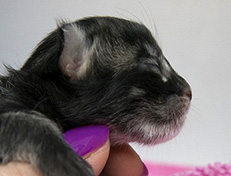 Wildfee's Norwegische Waldkatzen Wildfee's Ulfra-Umea - 1 Tag alt