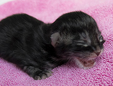 Wildfee's Norwegische Waldkatzen Wildfee's Ulfra-Umea - 1 Tag alt