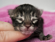 Wildfee's Norwegische Waldkatzen Wildfee's Uljana - 1 Tag alt