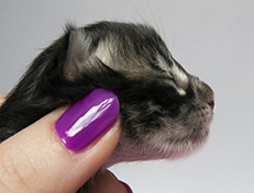 Wildfee's Norwegische Waldkatzen Wildfee's Uljana - 1 Tag alt