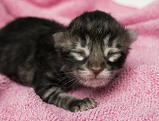 Wildfee's Norwegische Waldkatzen Wildfee's Uljana - 1 Tag alt