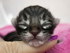 Wildfee's Norwegische Waldkatzen Wildfee's Ulfra-Umea - 1 Tag alt