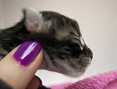 Wildfee's Norwegische Waldkatzen Wildfee's Ulfra-Umea - 1 Tag alt