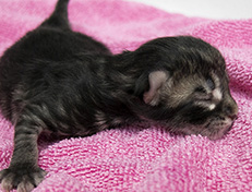 Wildfee's Norwegische Waldkatzen Wildfee's Ulfra-Umea - 1 Tag alt