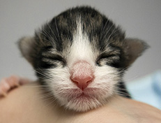 Wildfee's Norwegische Waldkatzen Wildfee's Utgardloki - 1 Tag alt