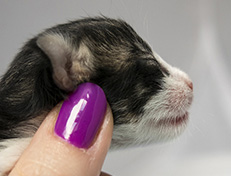 Wildfee's Norwegische Waldkatzen Wildfee's Utgardloki - 1 Tag alt