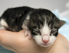 Wildfee's Norwegische Waldkatzen Wildfee's Utgardloki - 1 Tag alt