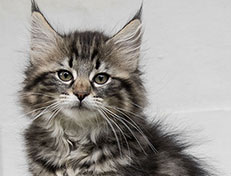 Wildfee's Norwegische Waldkatzen Wildfee's Uljana - 11 Wochen alt