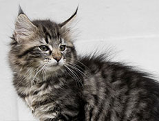 Wildfee's Norwegische Waldkatzen Wildfee's Uljana - 11 Wochen alt