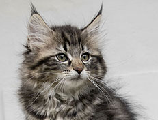 Wildfee's Norwegische Waldkatzen Wildfee's Uljana - 11 Wochen alt