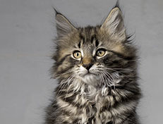 Wildfee's Norwegische Waldkatzen Wildfee's Undine - 11 Wochen alt