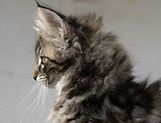 Wildfee's Norwegische Waldkatzen Wildfee's Undine - 11 Wochen alt