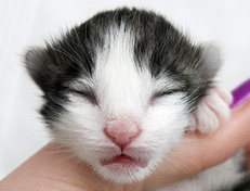 Wildfee's Norwegische Waldkatzen Wildfee's Valgur - 1 Tag alt