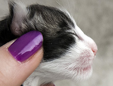 Wildfee's Norwegische Waldkatzen Wildfee's Valgur - 1 Tag alt