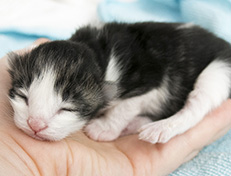 Wildfee's Norwegische Waldkatzen Wildfee's Valgur - 1 Tag alt