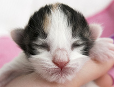 Wildfee's Norwegische Waldkatzen Wildfee's Valhalla - 1 Tag alt