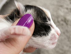 Wildfee's Norwegische Waldkatzen Wildfee's Valhalla - 1 Tag alt