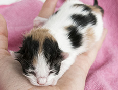 Wildfee's Norwegische Waldkatzen Wildfee's Valhalla - 1 Tag alt