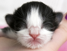 Wildfee's Norwegische Waldkatzen Wildfee's Valie Export - 1 Tag alt