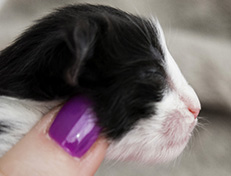 Wildfee's Norwegische Waldkatzen Wildfee's Valie Export - 1 Tag alt