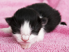 Wildfee's Norwegische Waldkatzen Wildfee's Valie Export - 1 Tag alt