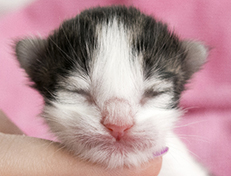 Wildfee's Norwegische Waldkatzen Wildfee's Veela - 1 Tag alt