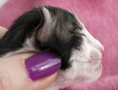 Wildfee's Norwegische Waldkatzen Wildfee's Veela - 1 Tag alt