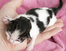 Wildfee's Norwegische Waldkatzen Wildfee's Veela - 1 Tag alt