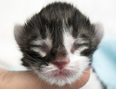 Wildfee's Norwegische Waldkatzen Wildfee's Vilnir - 1 Tag alt