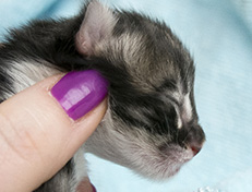 Wildfee's Norwegische Waldkatzen Wildfee's Vilnir - 1 Tag alt