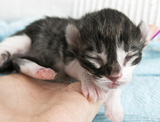 Wildfee's Norwegische Waldkatzen Wildfee's Vilnir - 1 Tag alt