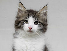 Wildfee's Norwegische Waldkatzen Wildfee's Valgur - 11 Wochen alt