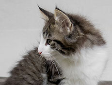 Wildfee's Norwegische Waldkatzen Wildfee's Valgur - 11 Wochen alt