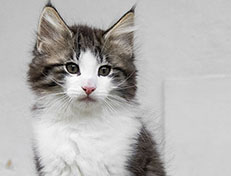 Wildfee's Norwegische Waldkatzen Wildfee's Valgur - 11 Wochen alt