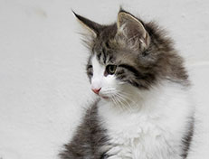 Wildfee's Norwegische Waldkatzen Wildfee's Valgur - 11 Wochen alt