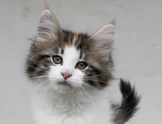 Wildfee's Norwegische Waldkatzen Wildfee's Valhalla - 11 Wochen alt