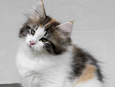 Wildfee's Norwegische Waldkatzen Wildfee's Valhalla - 11 Wochen alt