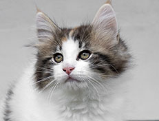 Wildfee's Norwegische Waldkatzen Wildfee's Valhalla - 11 Wochen alt