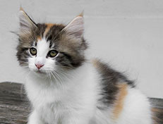 Wildfee's Norwegische Waldkatzen Wildfee's Valhalla - 11 Wochen alt