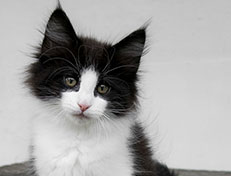 Wildfee's Norwegische Waldkatzen Wildfee's Valie Export - 11 Wochen alt