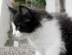 Wildfee's Norwegische Waldkatzen Wildfee's Valie Export - 11 Wochen alt