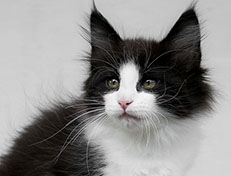 Wildfee's Norwegische Waldkatzen Wildfee's Valie Export - 11 Wochen alt