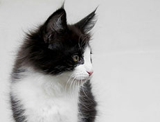 Wildfee's Norwegische Waldkatzen Wildfee's Valie Export - 11 Wochen alt