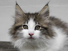 Wildfee's Norwegische Waldkatzen Wildfee's Veela - 11 Wochen alt