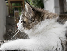 Wildfee's Norwegische Waldkatzen Wildfee's Veela - 11 Wochen alt