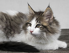 Wildfee's Norwegische Waldkatzen Wildfee's Veela - 11 Wochen alt