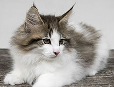 Wildfee's Norwegische Waldkatzen Wildfee's Veela - 11 Wochen alt