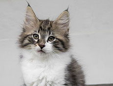 Wildfee's Norwegische Waldkatzen Wildfee's Vilnir - 11 Wochen alt